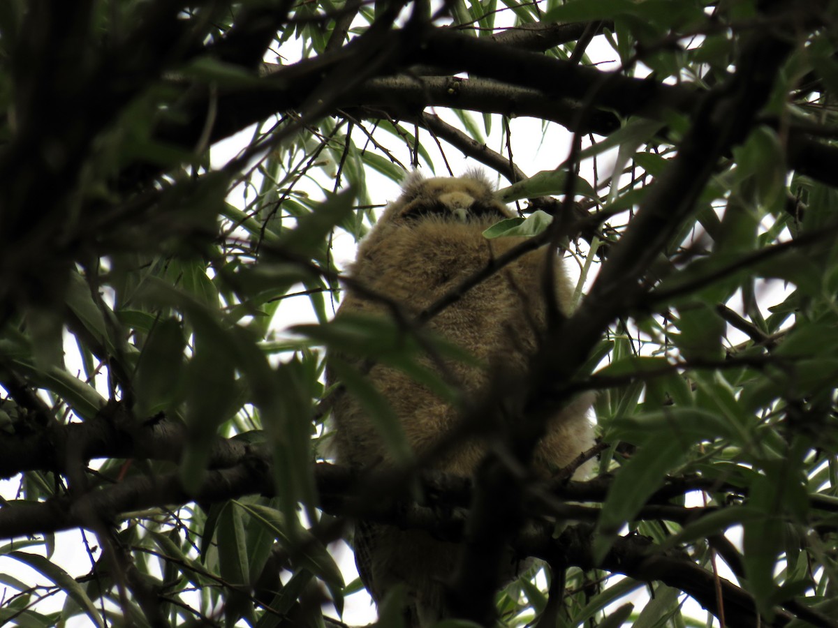 Long-eared Owl - ML619684730