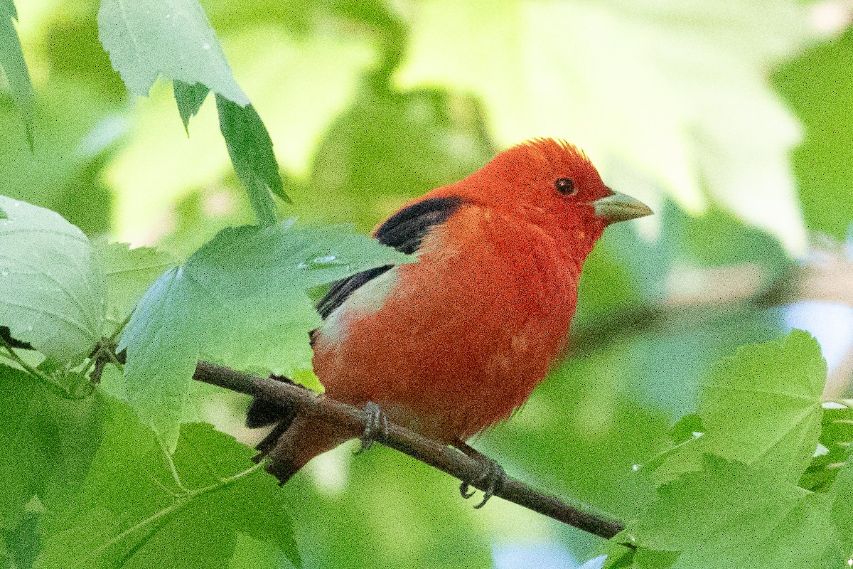 Scarlet Tanager - ML619684768