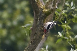 Great Spotted Woodpecker - ML619684817
