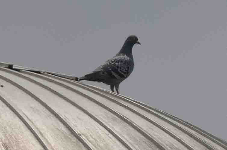 Rock Pigeon (Feral Pigeon) - ML619684836