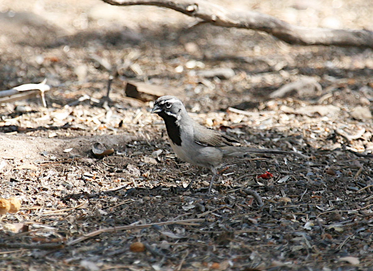 Black-throated Sparrow - ML619684837