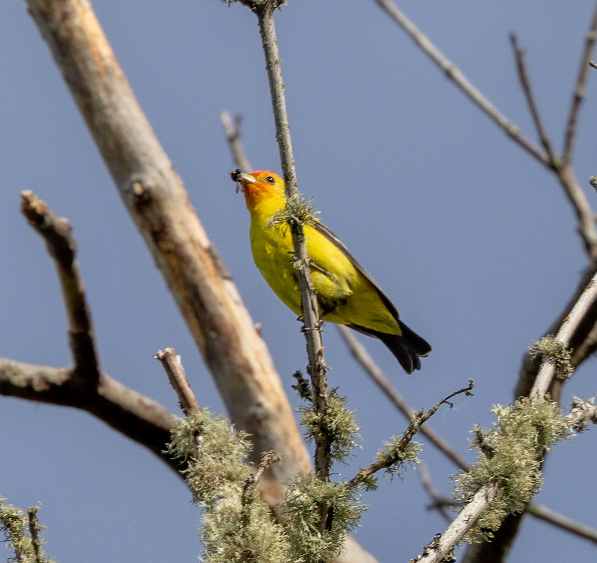 Western Tanager - ML619684852