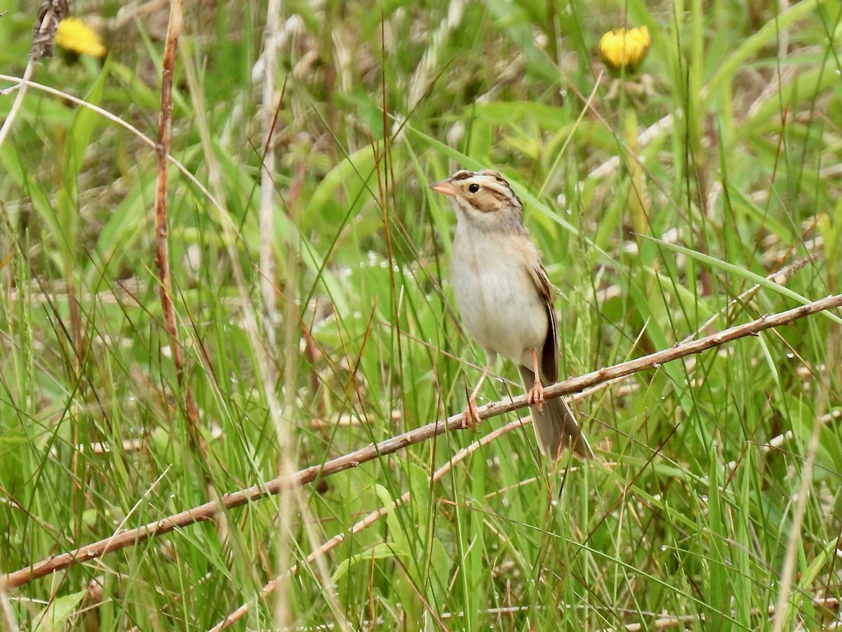 Clay-colored Sparrow - ML619684912