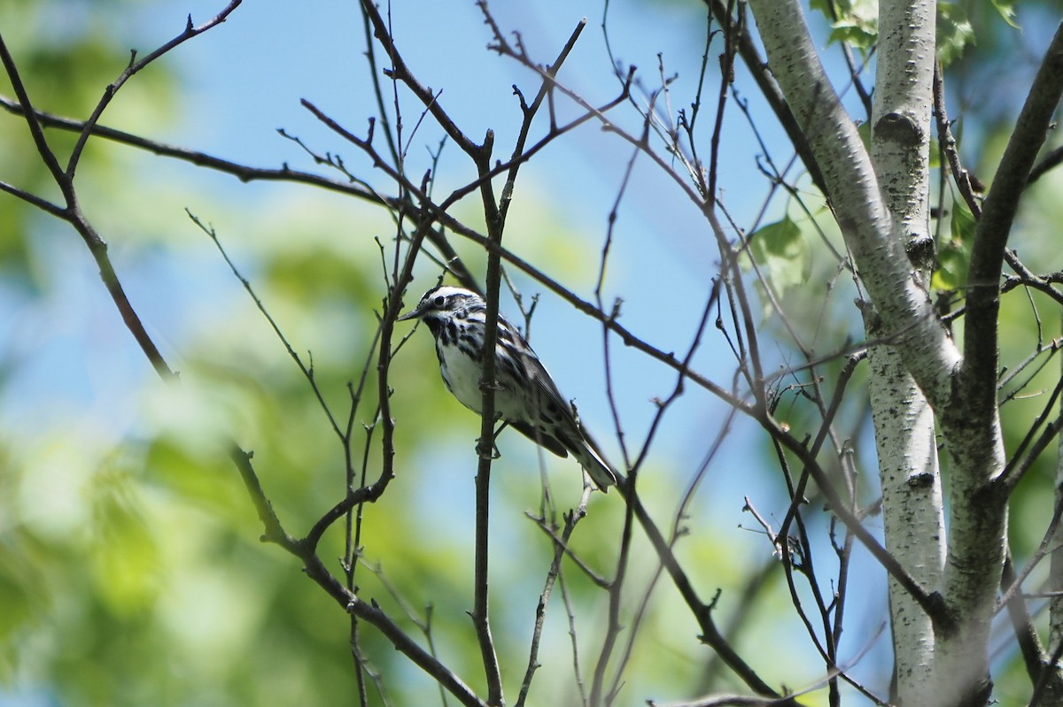 Black-and-white Warbler - ML619684923