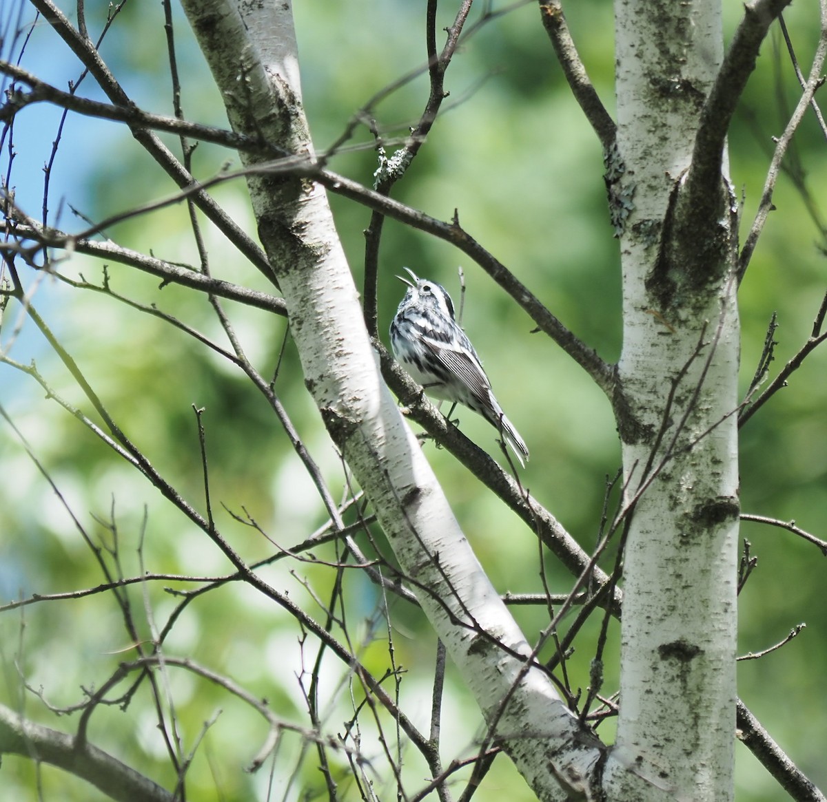 Black-and-white Warbler - ML619684924