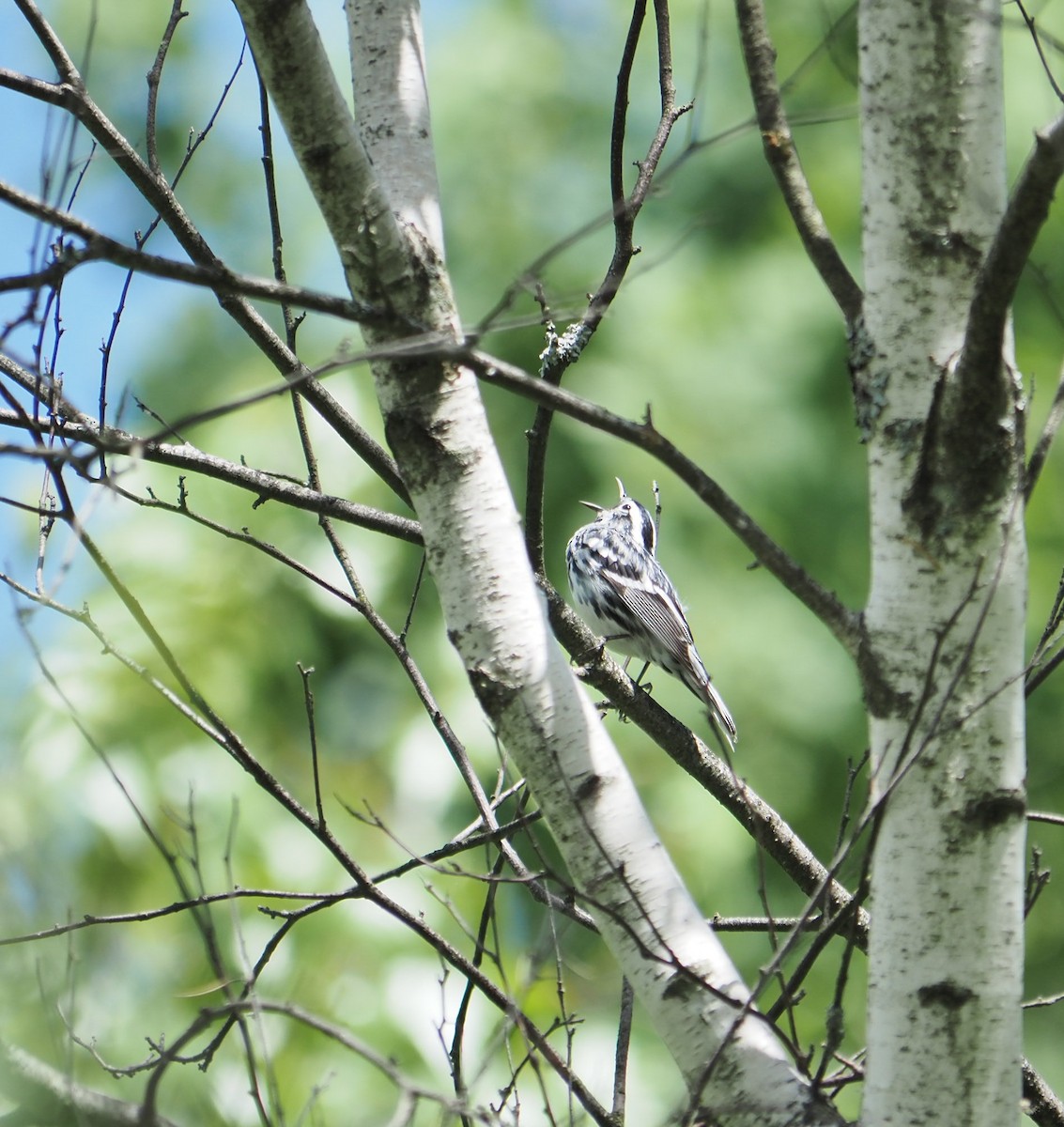 Black-and-white Warbler - ML619684925