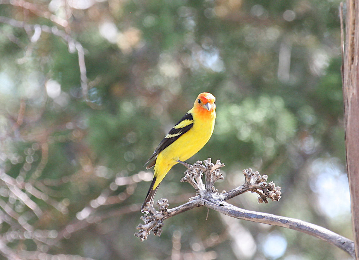 Western Tanager - ML619684929