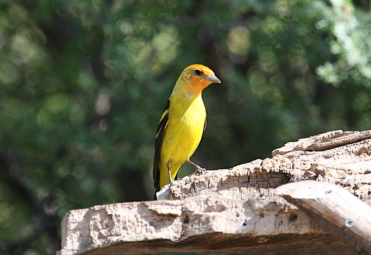 Western Tanager - ML619684930