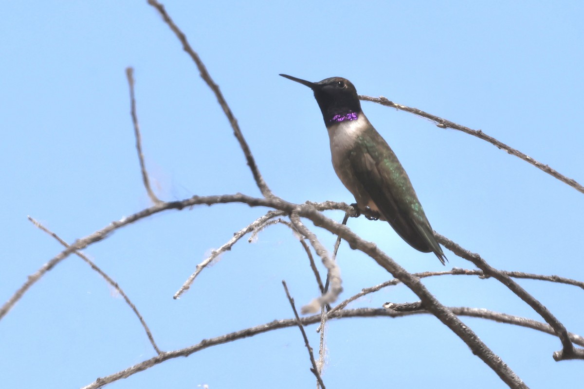 Black-chinned Hummingbird - ML619684935