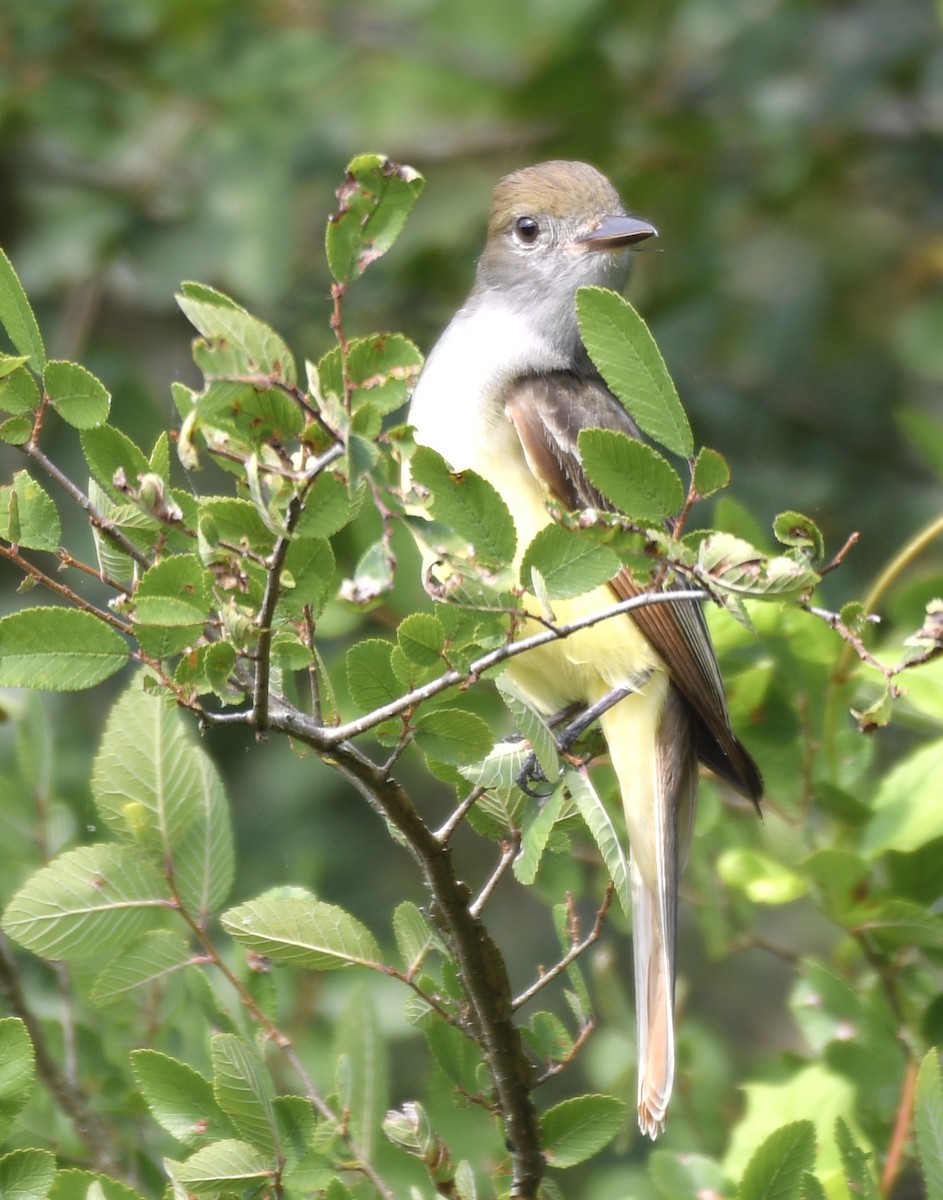 Great Crested Flycatcher - ML619684975