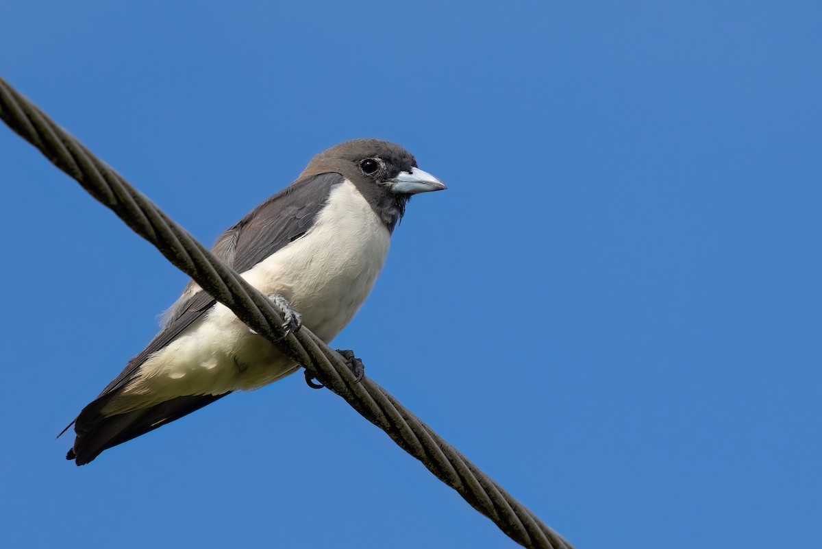 White-breasted Woodswallow - ML619685038