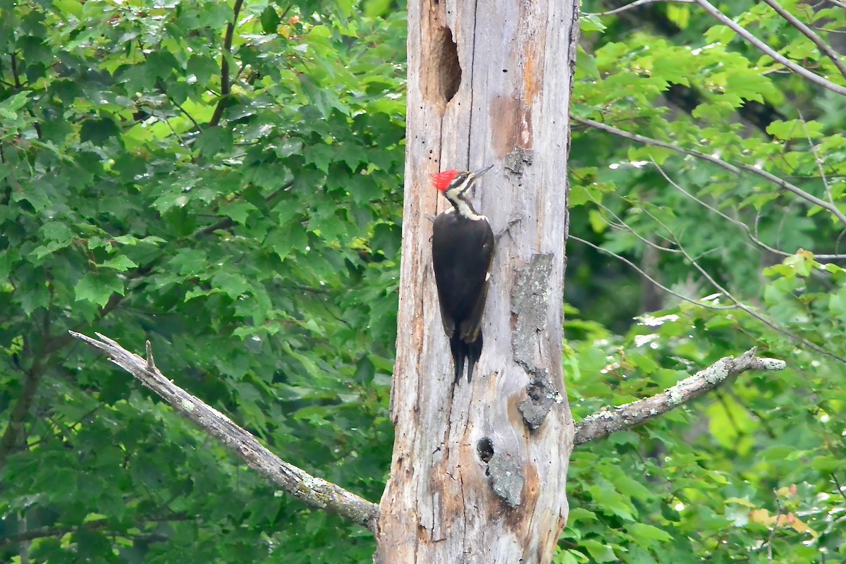 Pileated Woodpecker - ML619685058