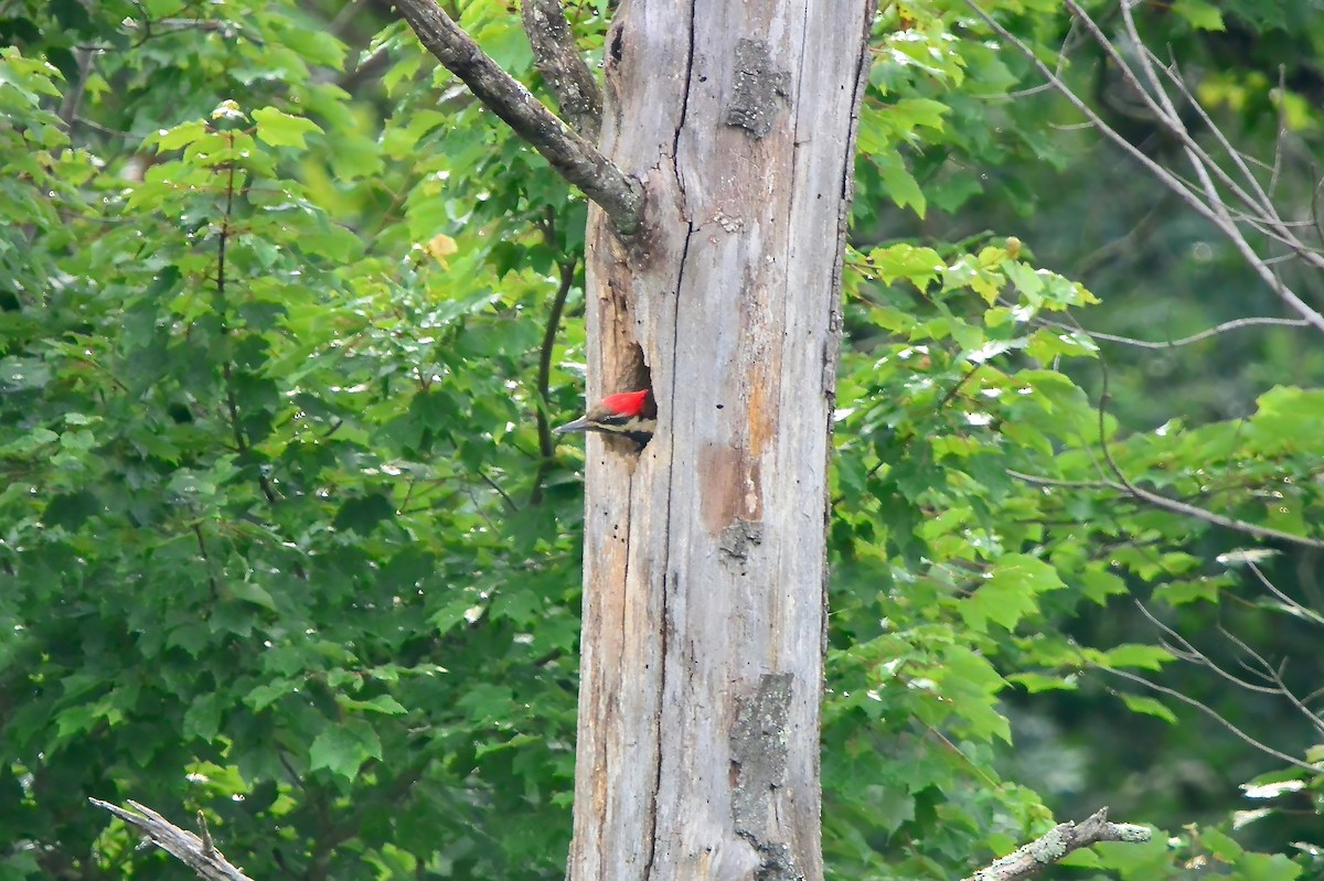 Pileated Woodpecker - ML619685059