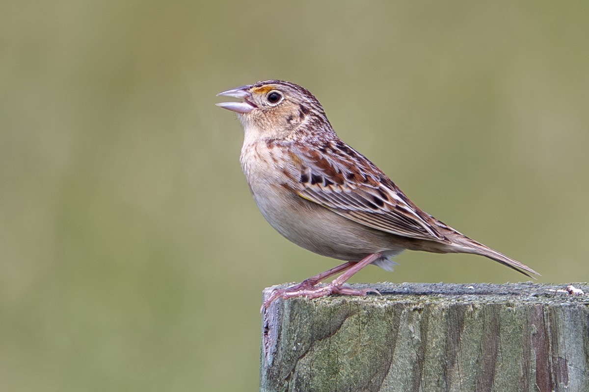 Grasshopper Sparrow - ML619685061