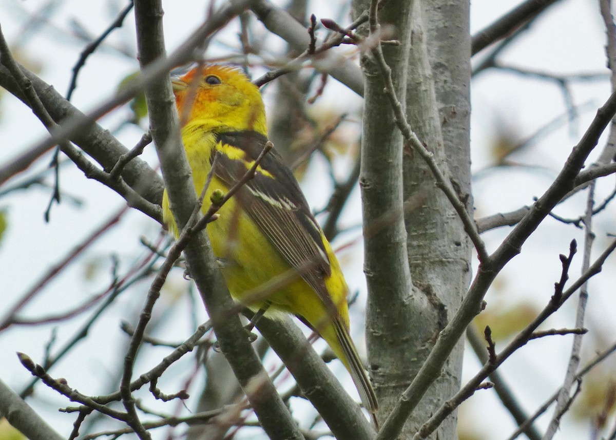 Western Tanager - ML619685091