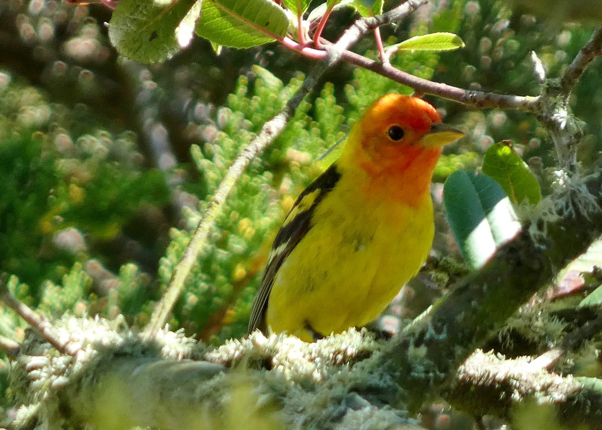 Western Tanager - ML619685118