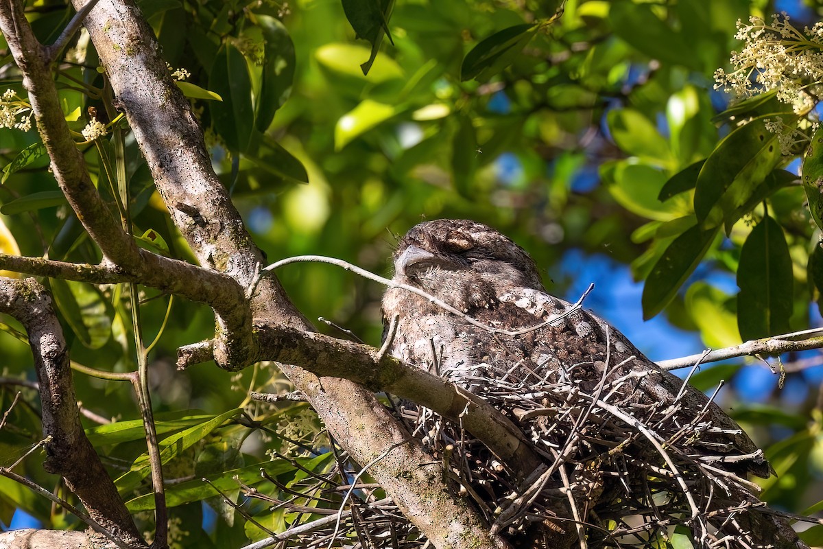 Papuan Frogmouth - ML619685119