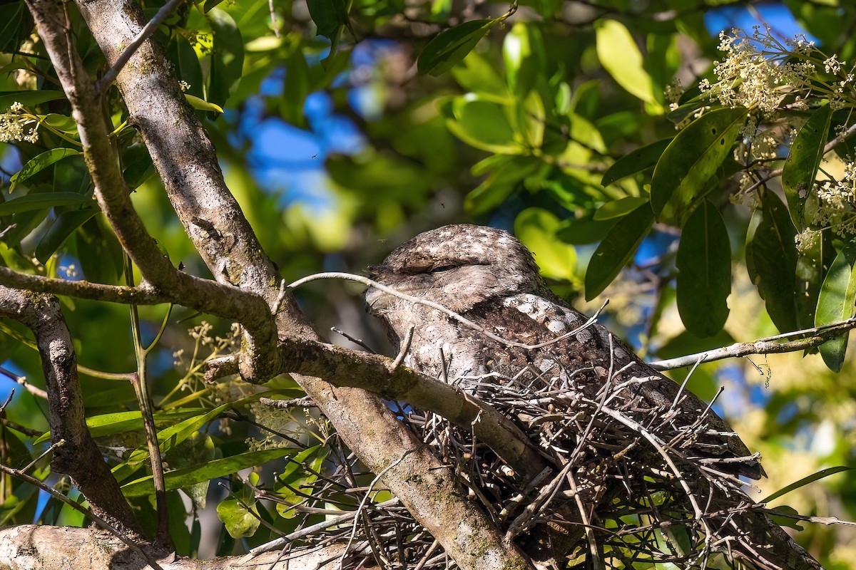 Papuan Frogmouth - ML619685120