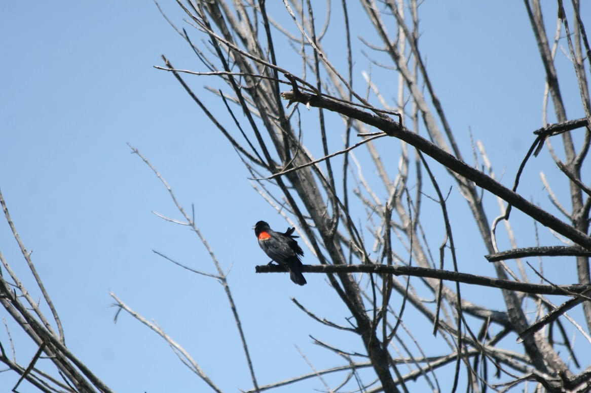 Red-winged Blackbird - ML619685130