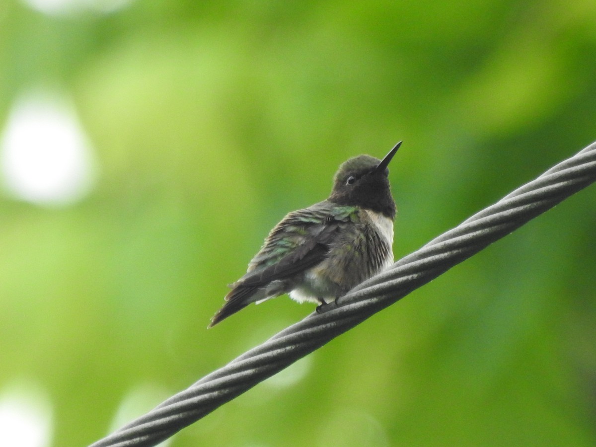 Ruby-throated Hummingbird - ML619685141