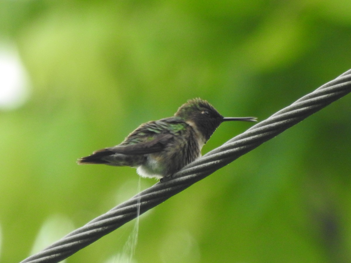 Ruby-throated Hummingbird - ML619685142