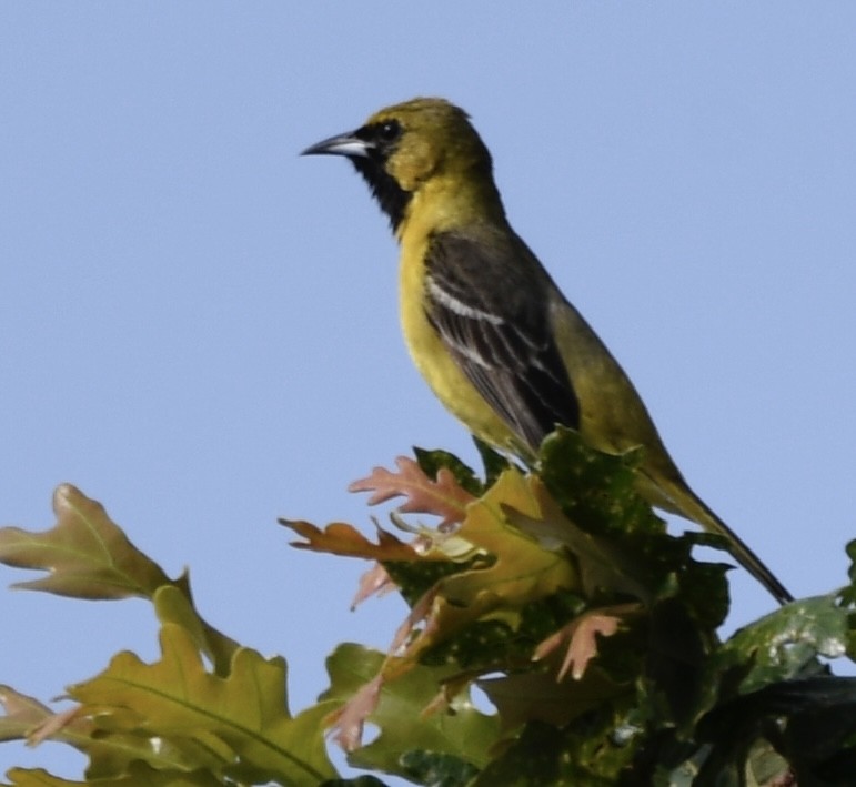 Orchard Oriole - ML619685146