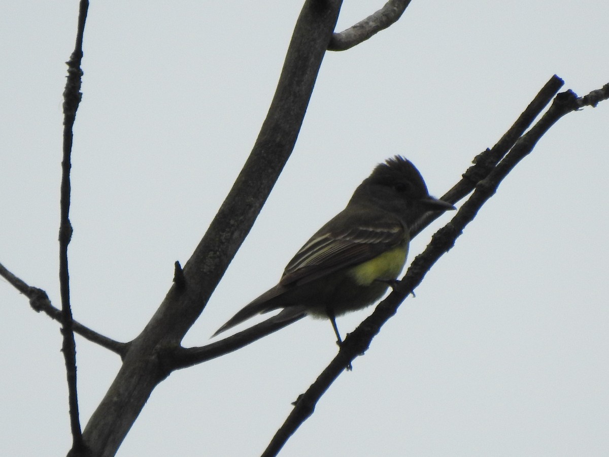Great Crested Flycatcher - ML619685154