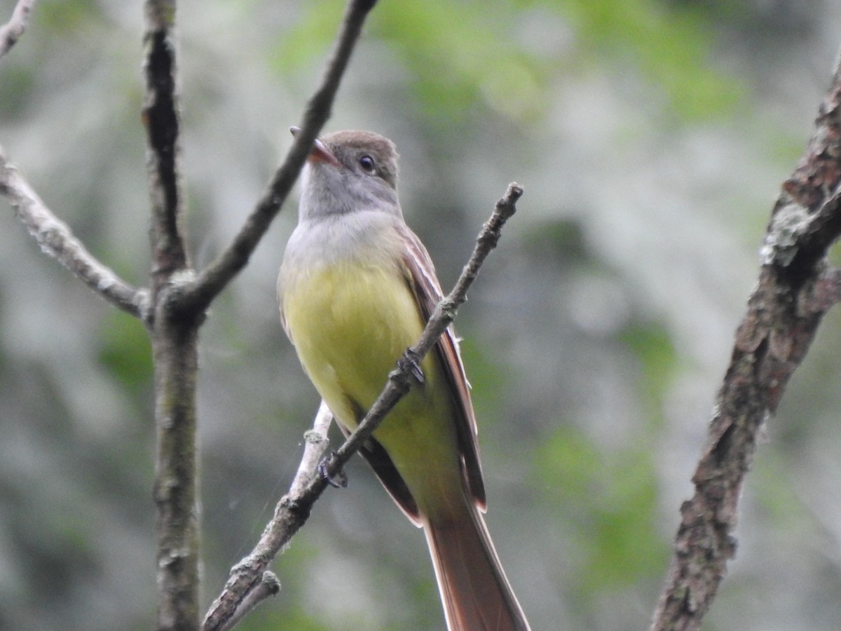 Great Crested Flycatcher - ML619685155