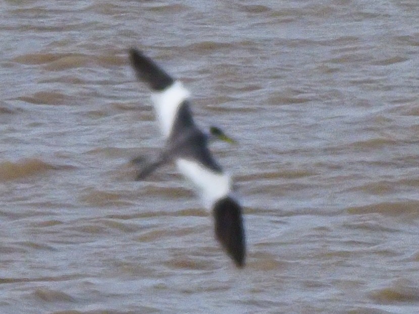Large-billed Tern - ML619685168