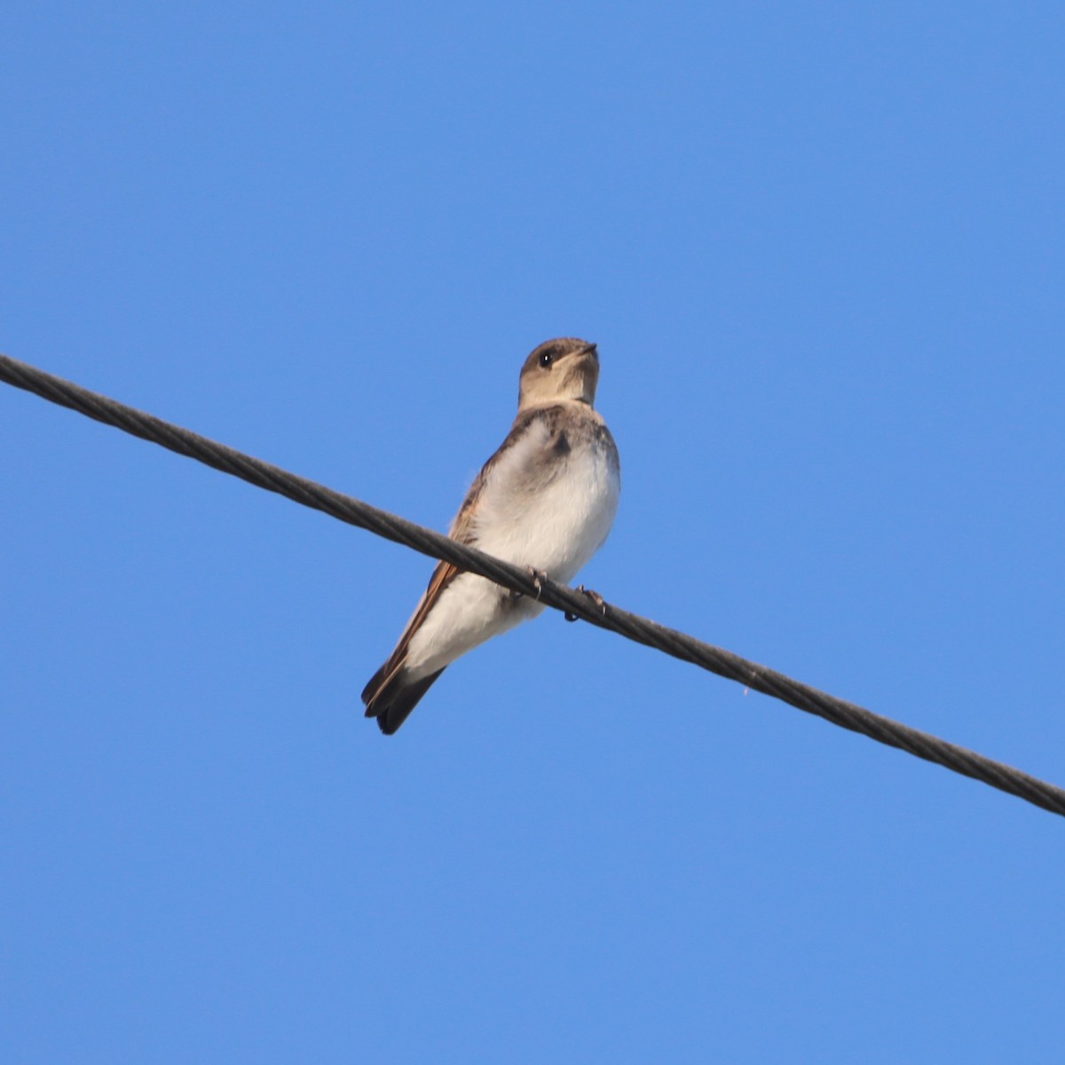 Northern Rough-winged Swallow - ML619685196