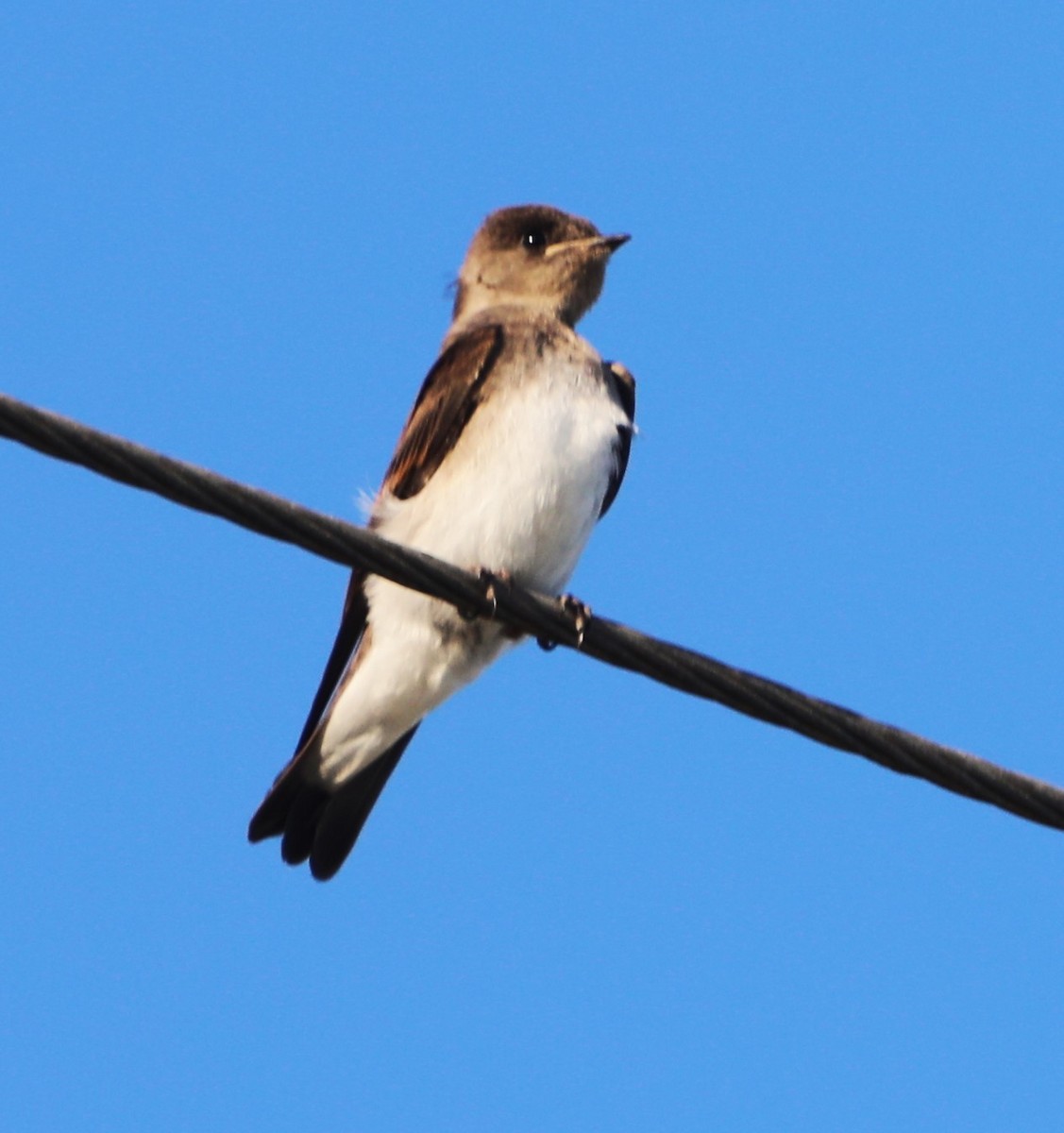 Northern Rough-winged Swallow - ML619685197