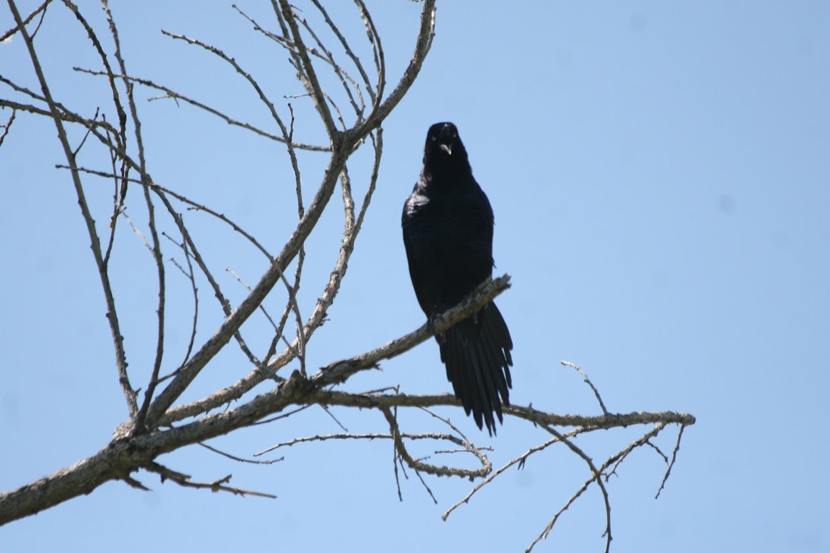 Great-tailed Grackle - ML619685199
