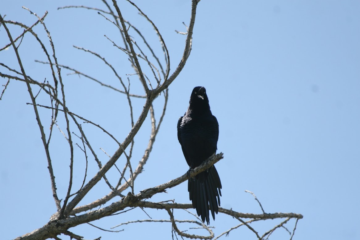 Great-tailed Grackle - ML619685201
