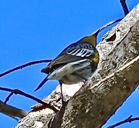 Yellow-rumped Warbler (Audubon's) - ML619685214