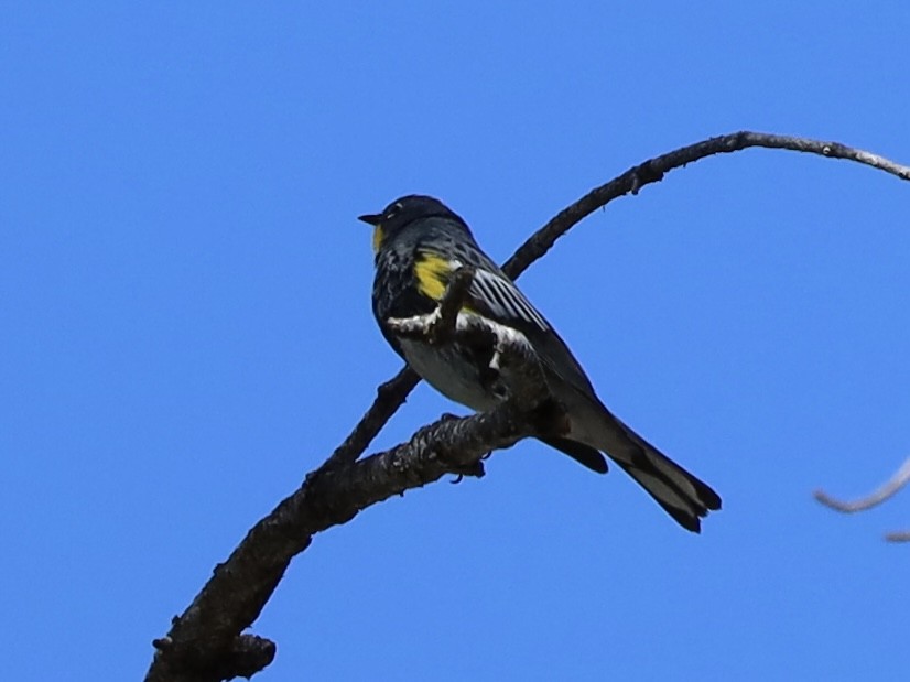 Yellow-rumped Warbler (Audubon's) - ML619685215