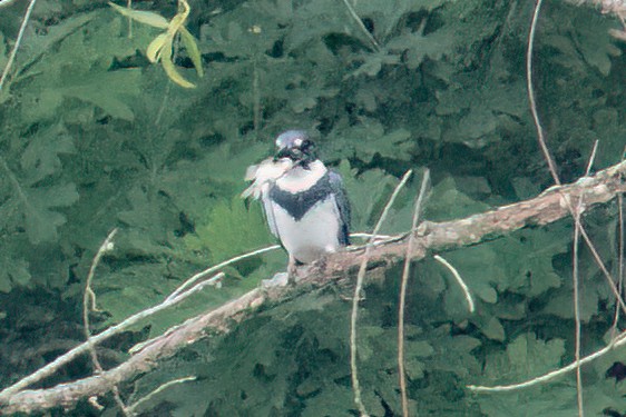 Belted Kingfisher - ML619685225