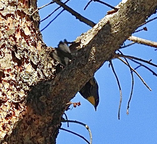 Yellow-rumped Warbler (Audubon's) - ML619685234