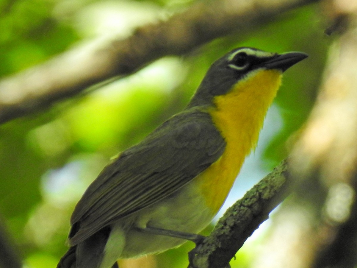 Yellow-breasted Chat - ML619685237