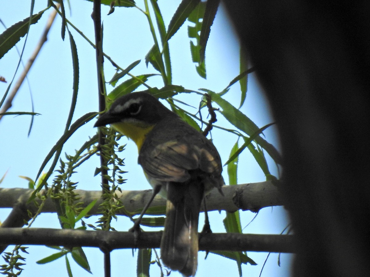 Yellow-breasted Chat - ML619685239