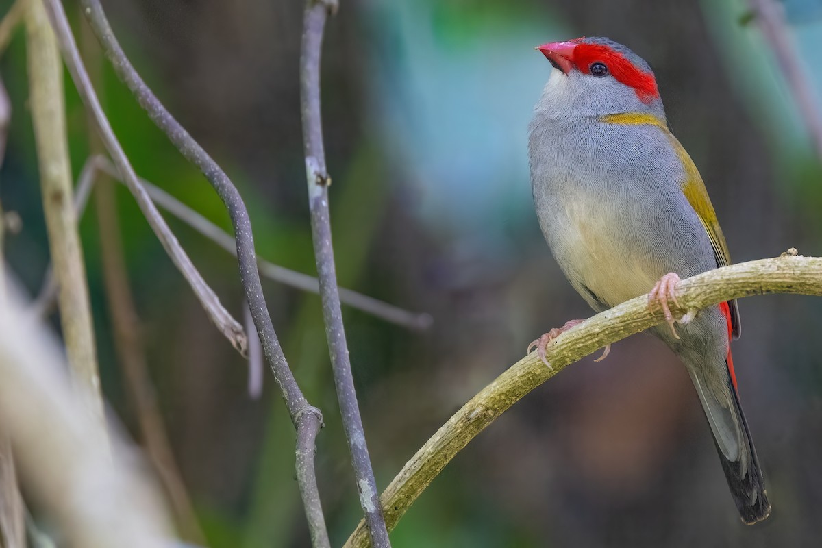 Red-browed Firetail - ML619685249