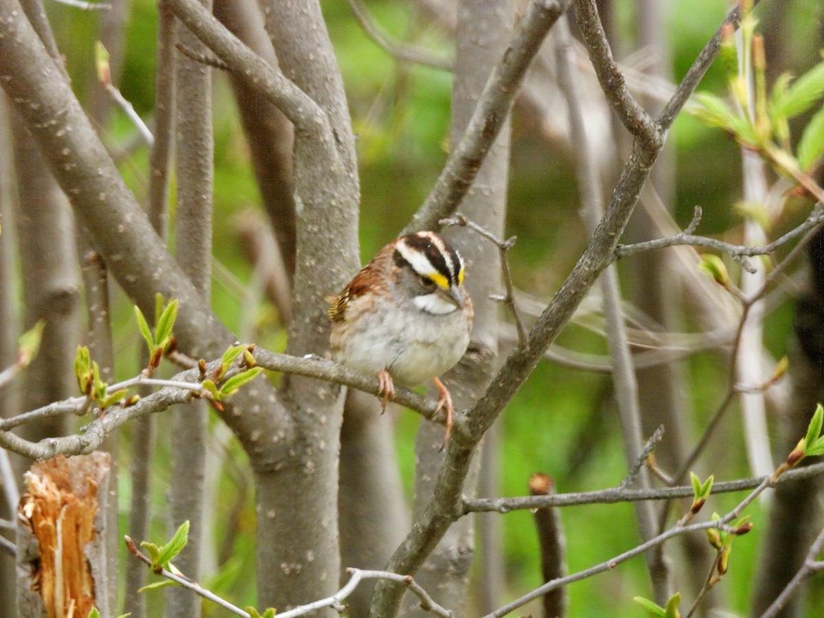 White-throated Sparrow - ML619685250