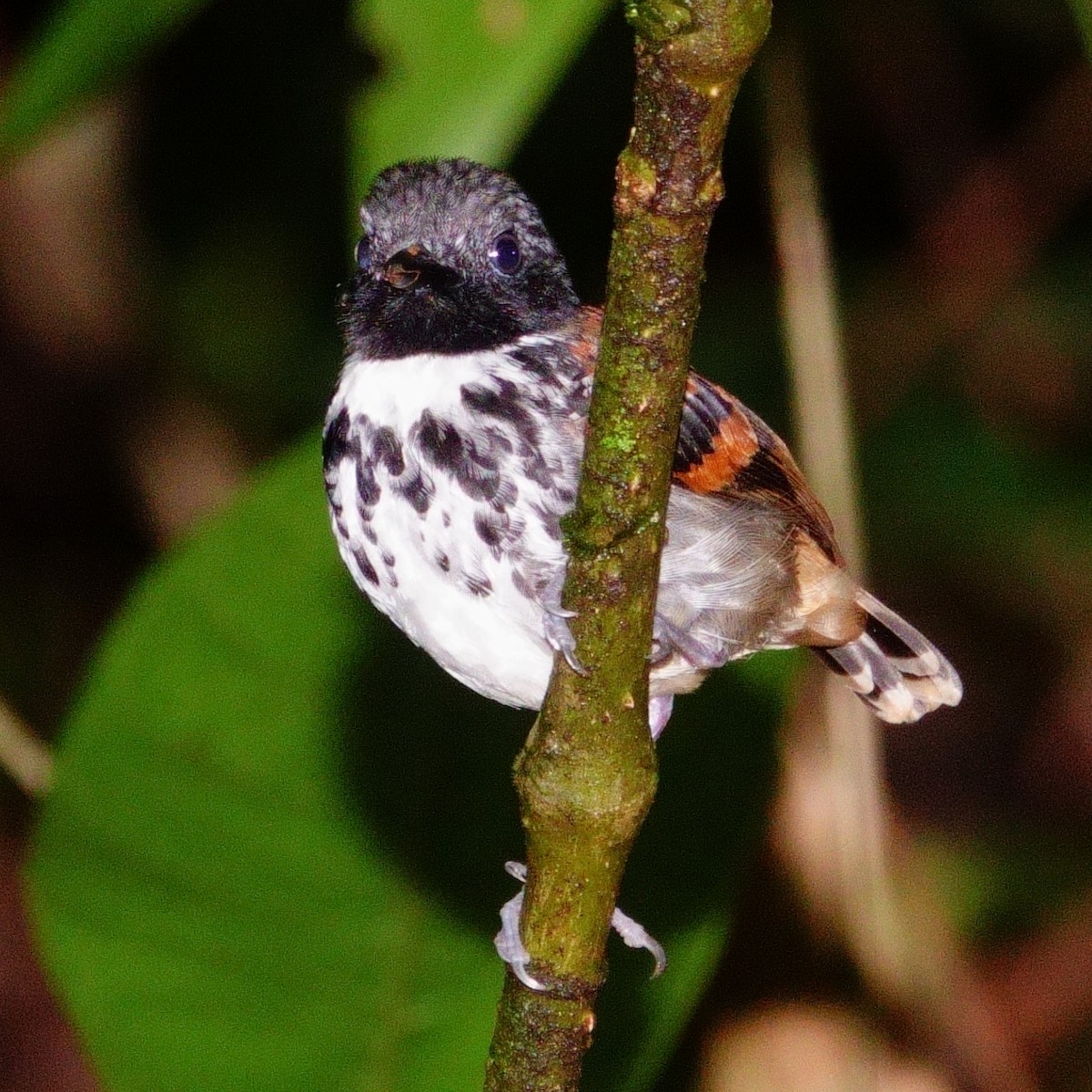 Spotted Antbird - ML619685310