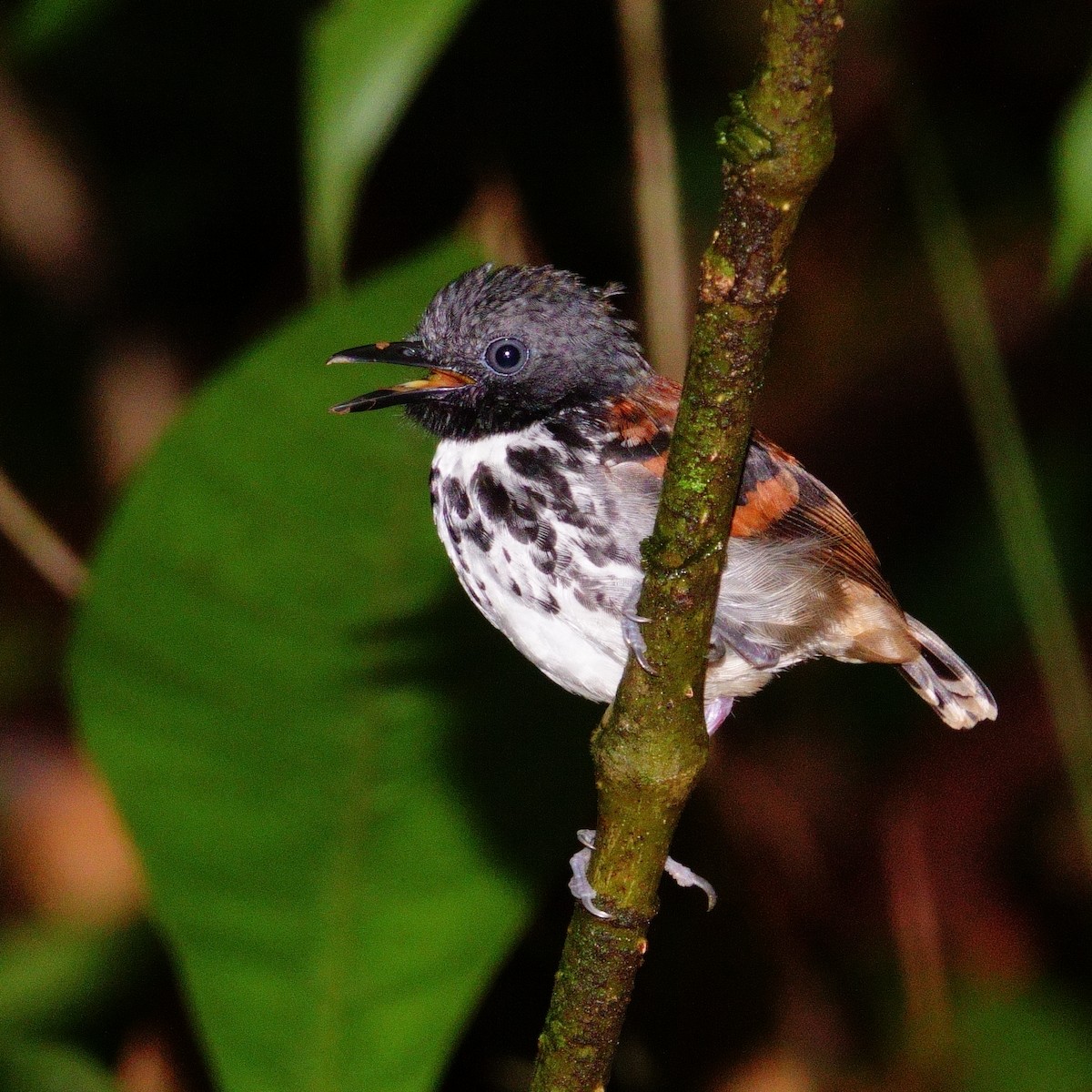 Spotted Antbird - ML619685312
