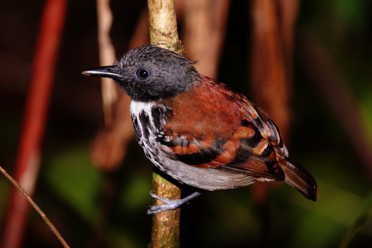 Spotted Antbird - ML619685313
