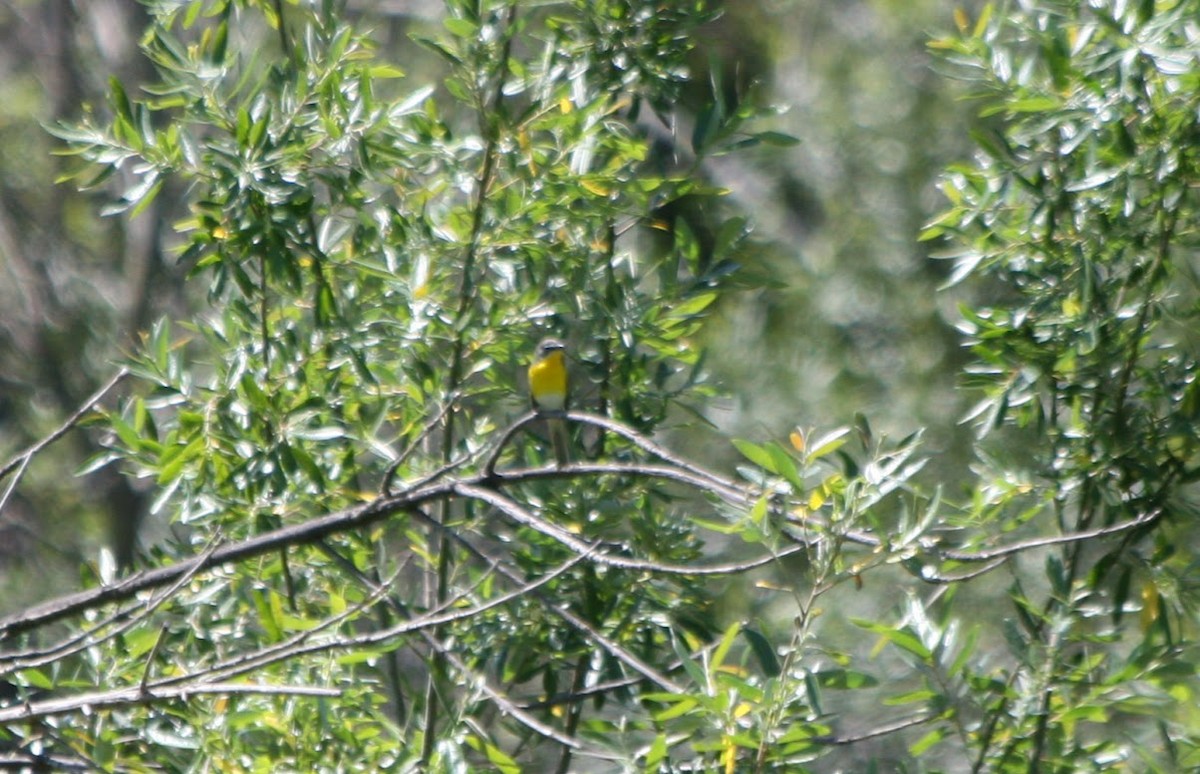 Yellow-breasted Chat - ML619685333