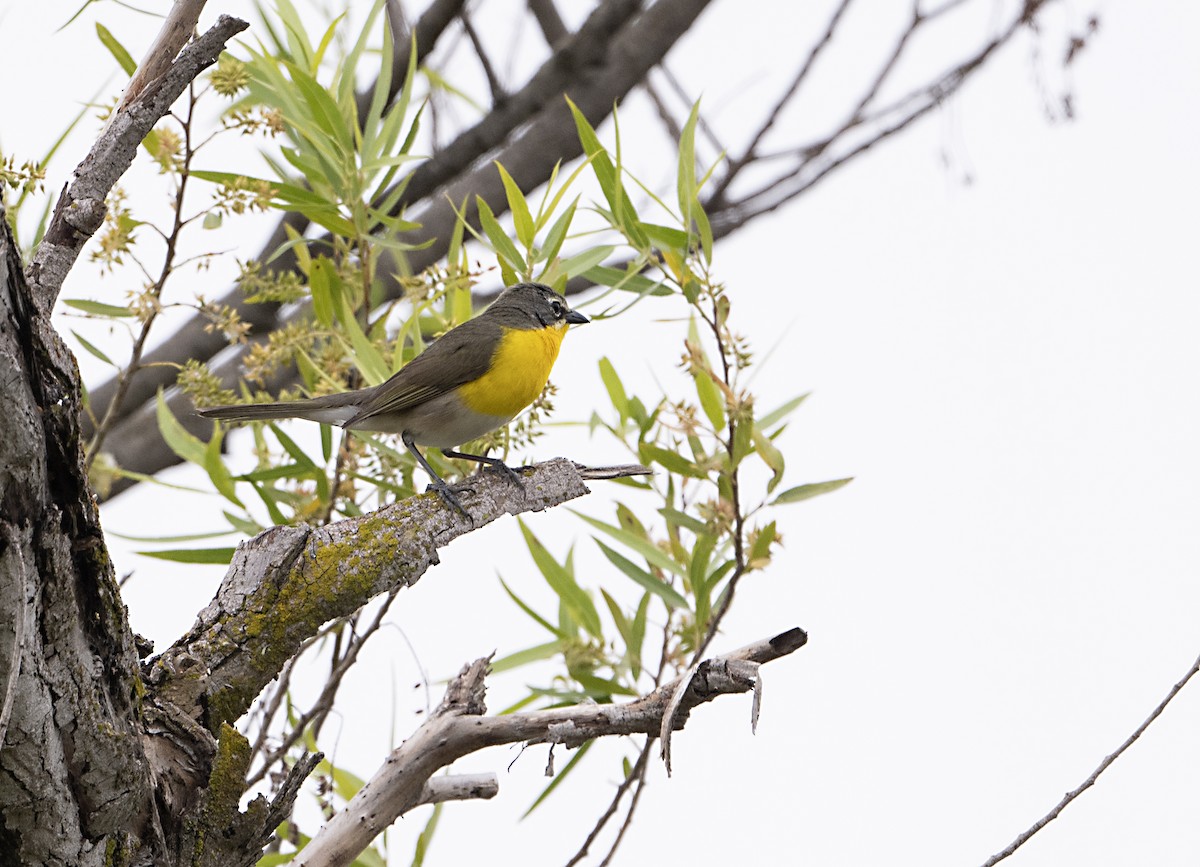 Yellow-breasted Chat - ML619685358