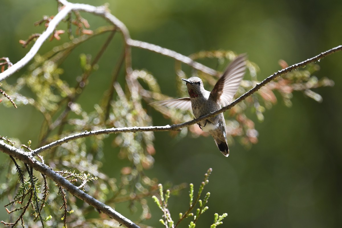 Anna's Hummingbird - ML619685363