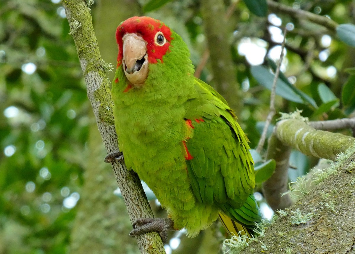 Guayaquil Papağanı - ML619685369