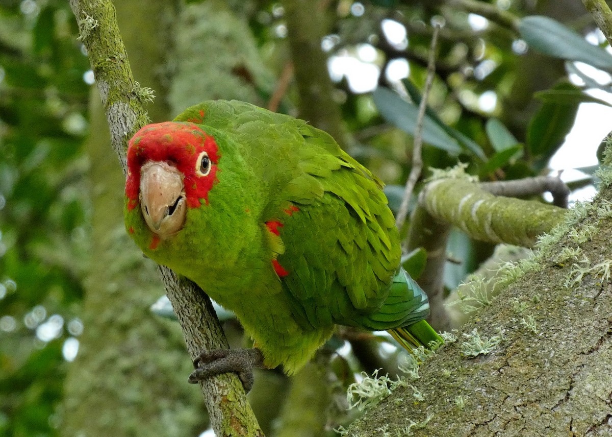 Guayaquil Papağanı - ML619685370