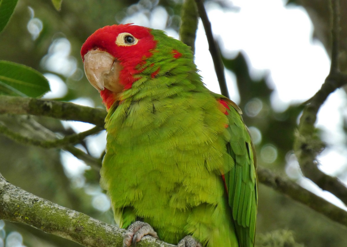 Guayaquil Papağanı - ML619685371
